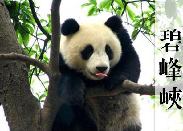<全景>碧峰峡风景区（含熊猫基地）、野生动物园、红色上里2日游