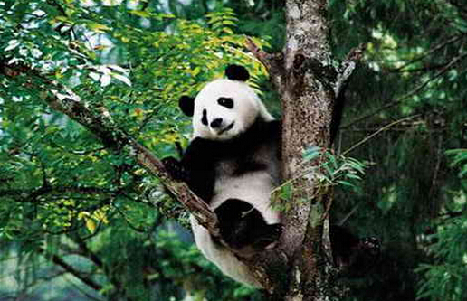 成都熊猫生态公园